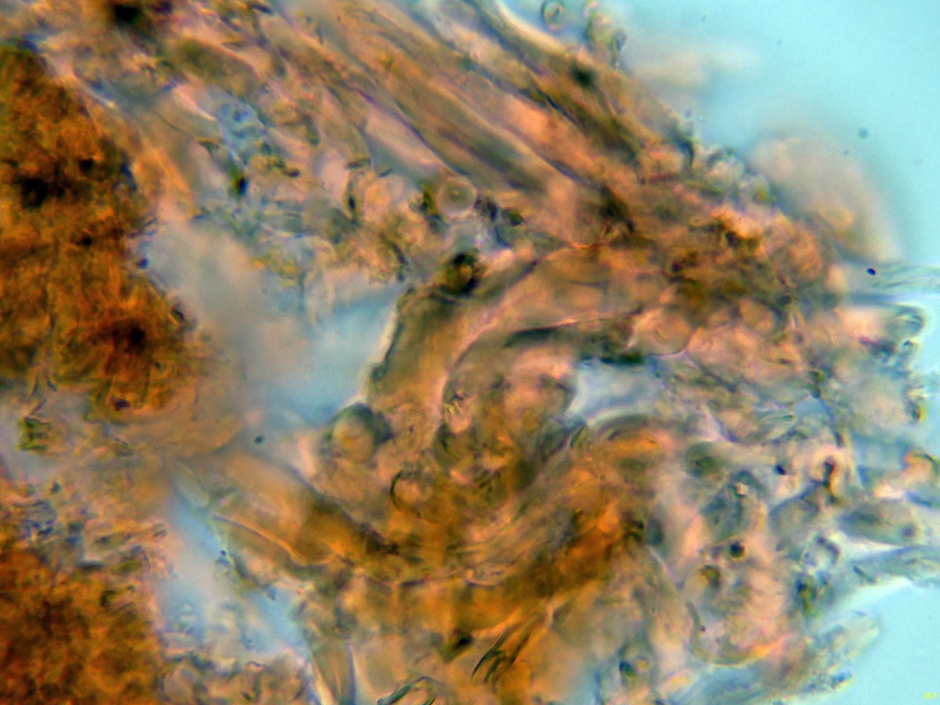 5 - Hifas cortex-001